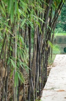 Bamboo (Nigra)